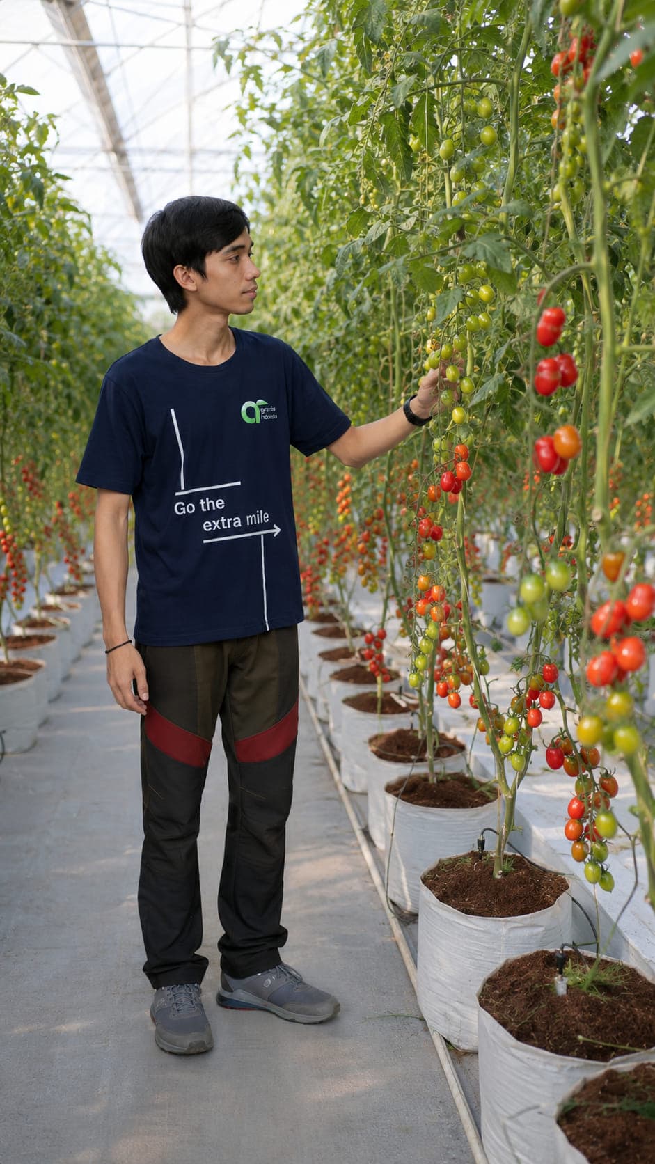 Heavily laden cherry tomato trusses growing from white grow bags filled with cocopeat in a greenhouse.