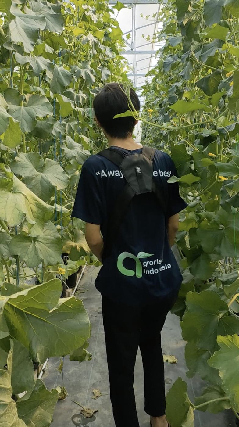 Agrorise Indonesia team member among trellised cucumber vines in a greenhouse.