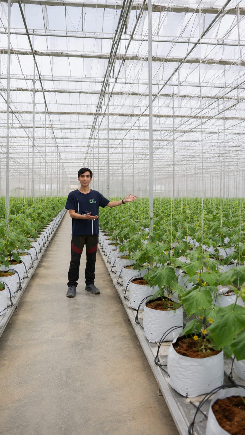 Wide glasshouse walkway lined with white grow bags of cocopeat supporting trellised cucumber plants.