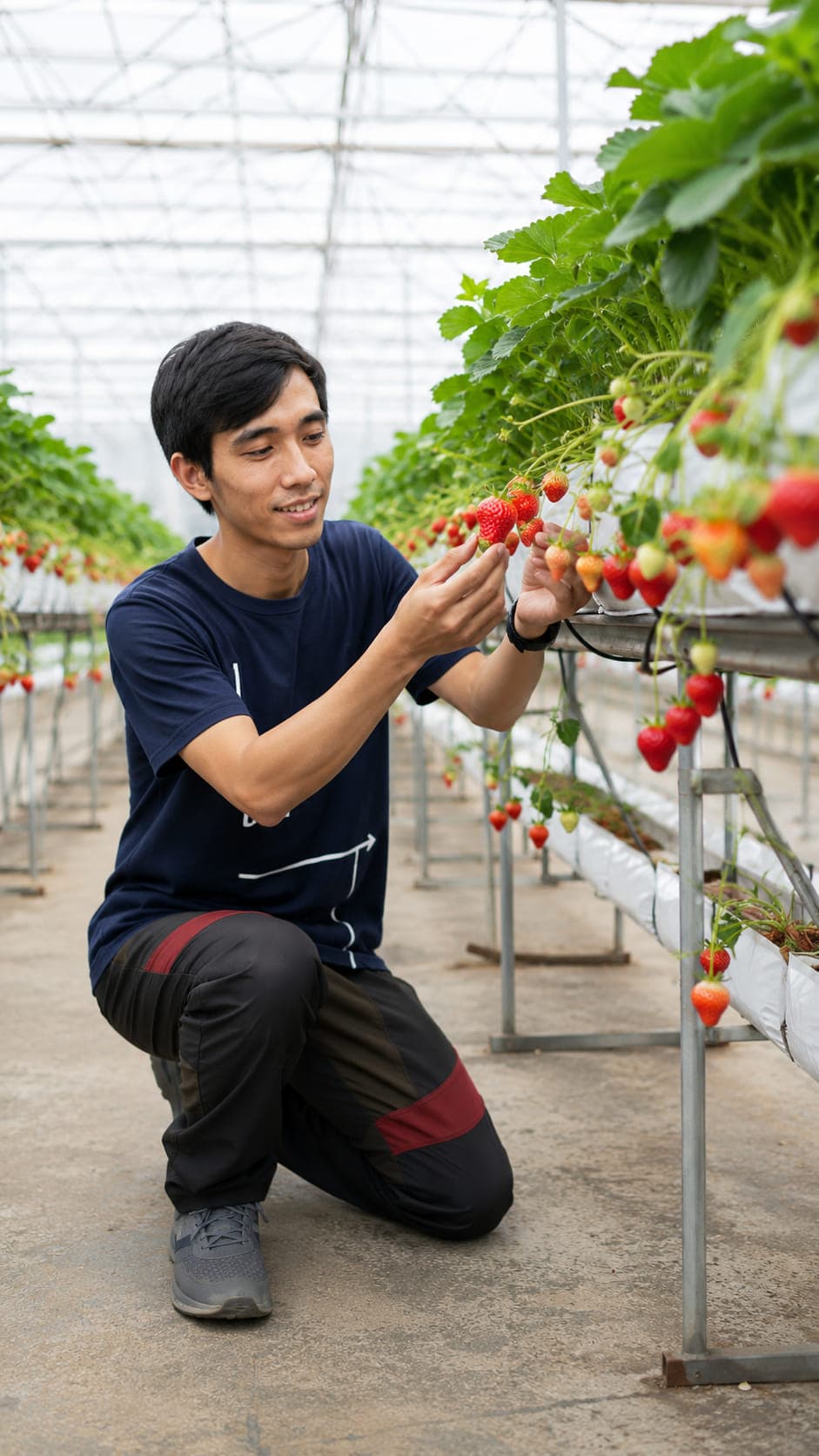 Grower inspecting ripe strawberries hanging from raised greenhouse troughs planted in coconut based growing medium.