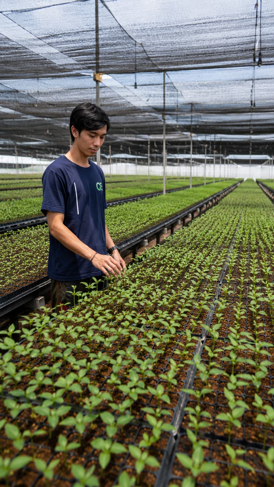 Nursery technician inspecting young seedlings growing in cocopeat filled propagation trays inside a shade net nursery.