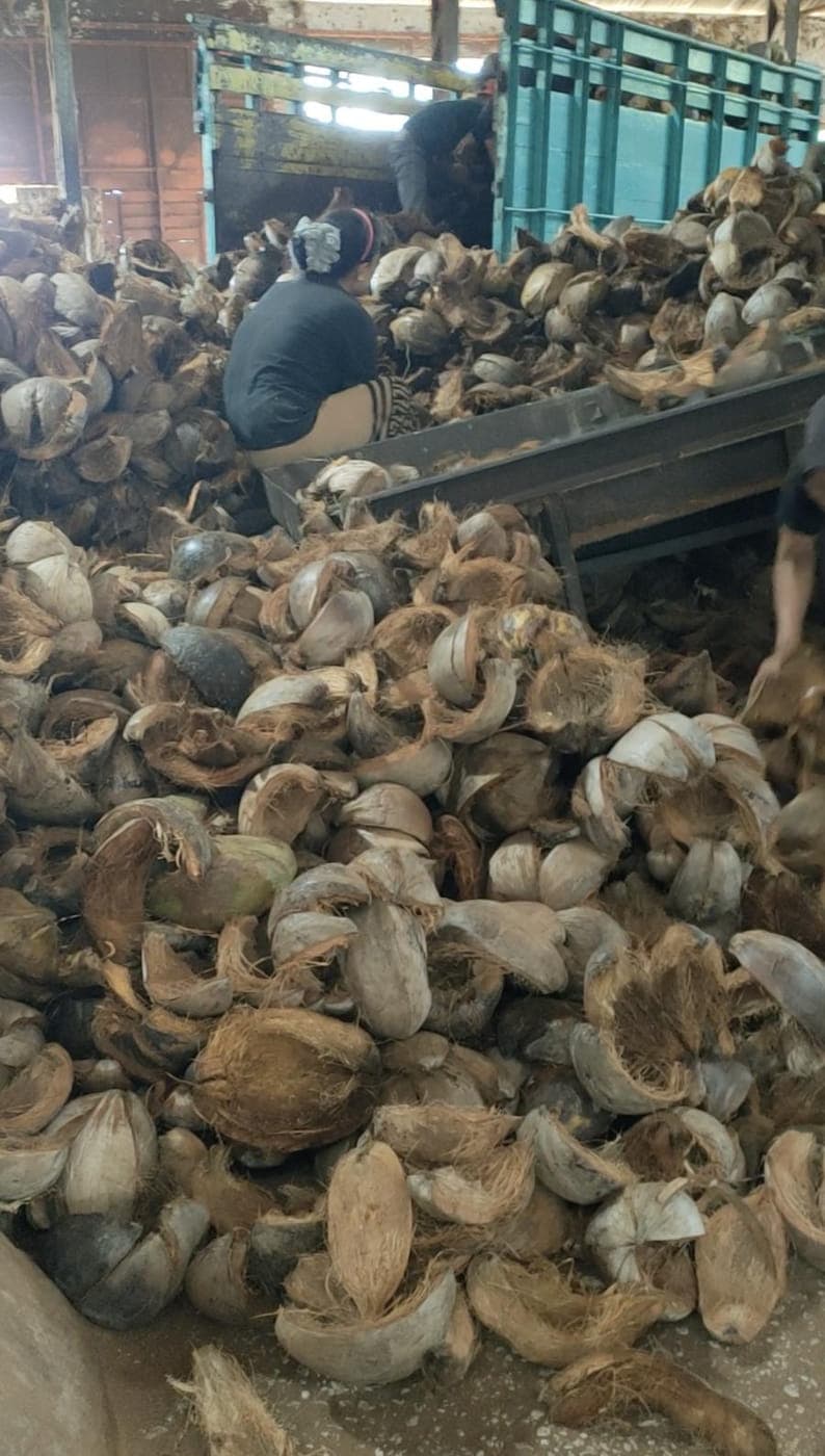 Heap of raw coconut husks with a worker on top of the pile feeding material down.