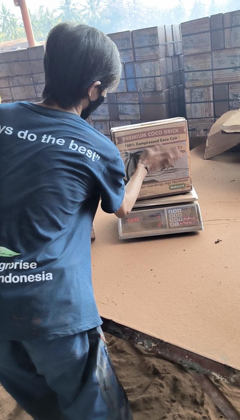 Agrorise Indonesia team member lifting a cocopeat block to inspect it at the production yard.