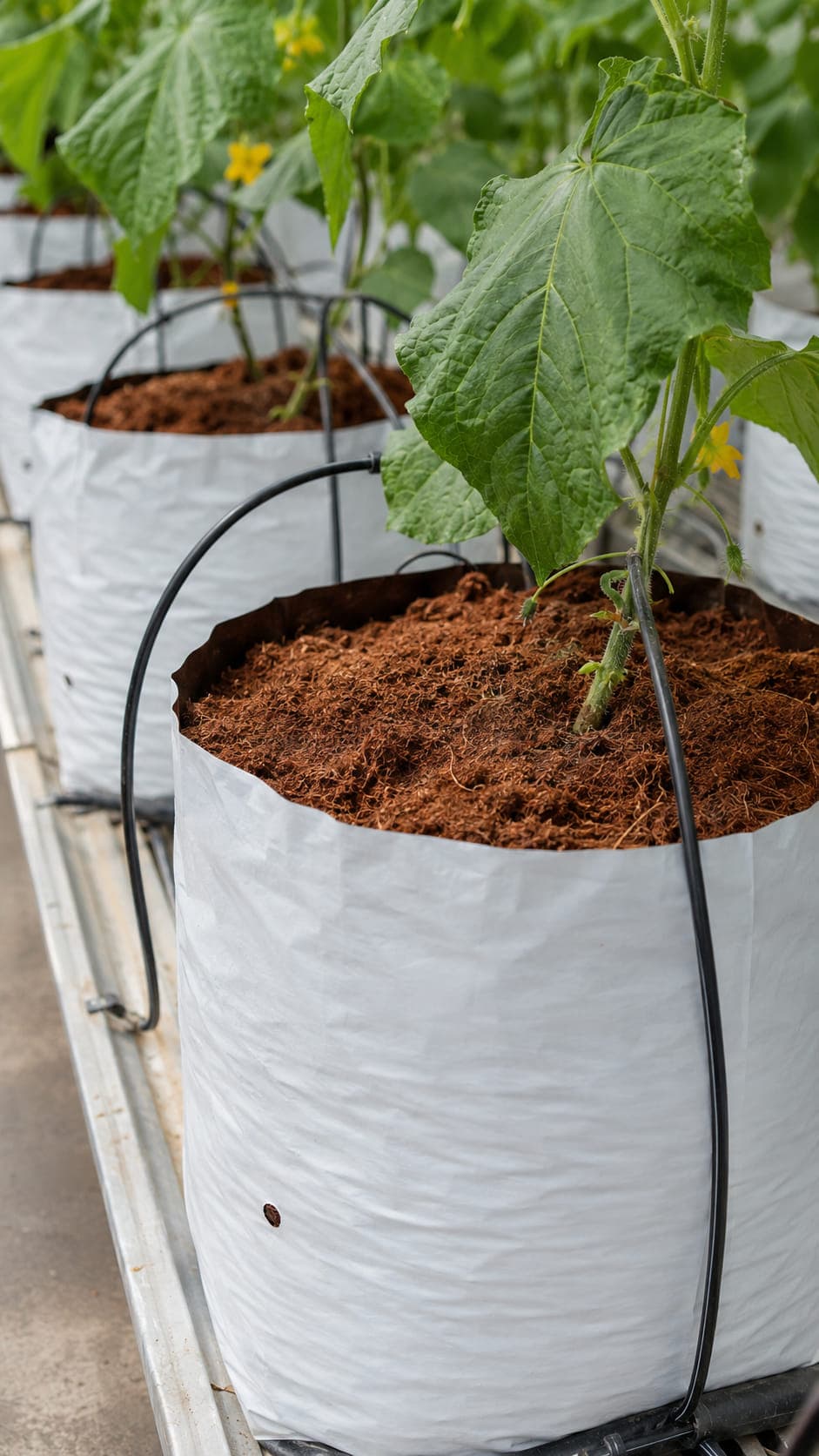 Close view of white grow bags filled with coarse coconut fibre growing medium, each holding a young cucumber plant with a drip stake.